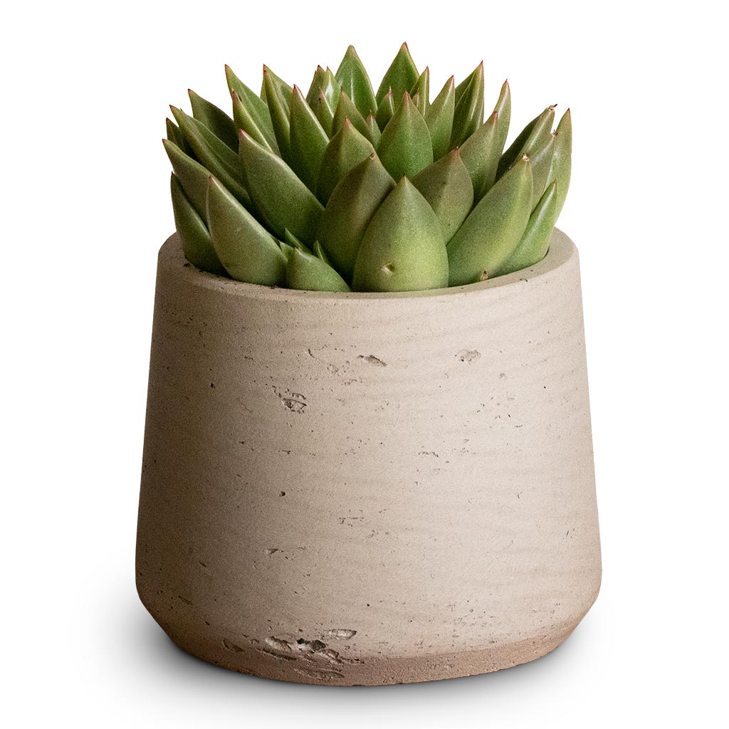 Echeveria agavoides Miranda & Patt Plant Pot - Grey Washed