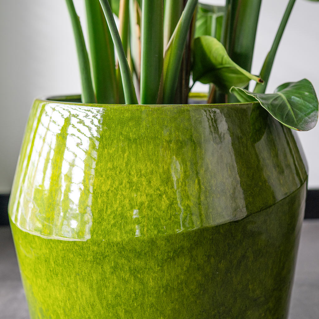 Eddy Plant Pot Pear Close Up