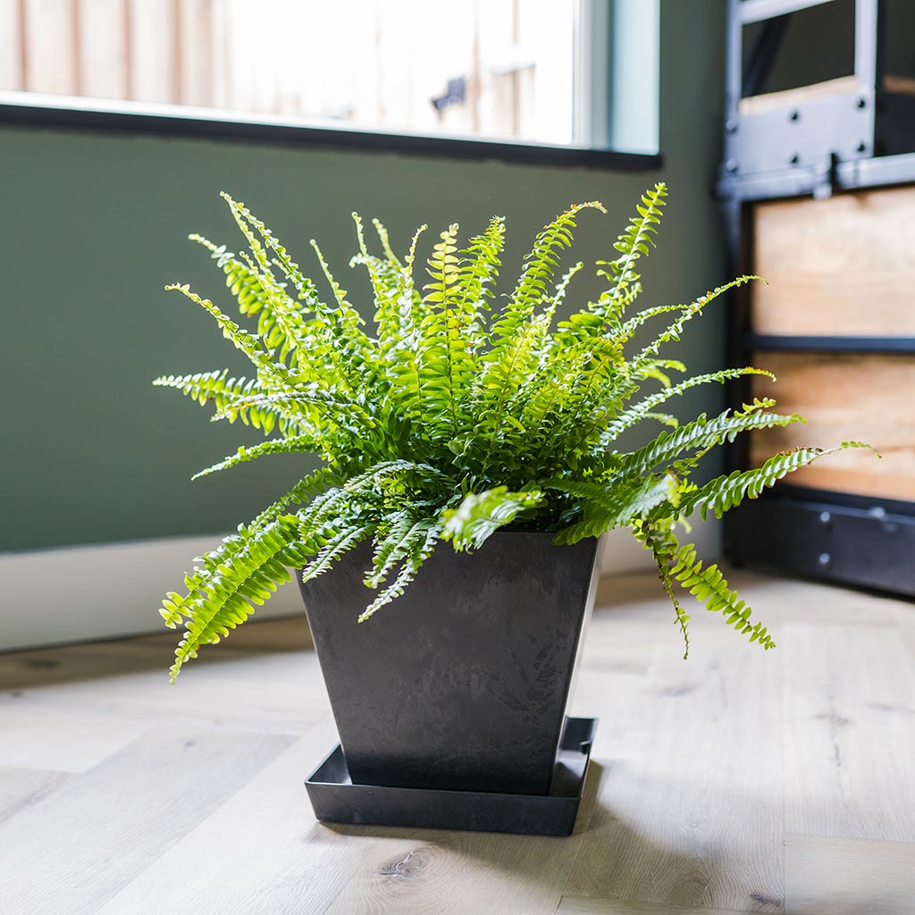Ella Artstone Plant Pot - Black & Nephrolepis exaltata Bostoniensis - Boston Fern