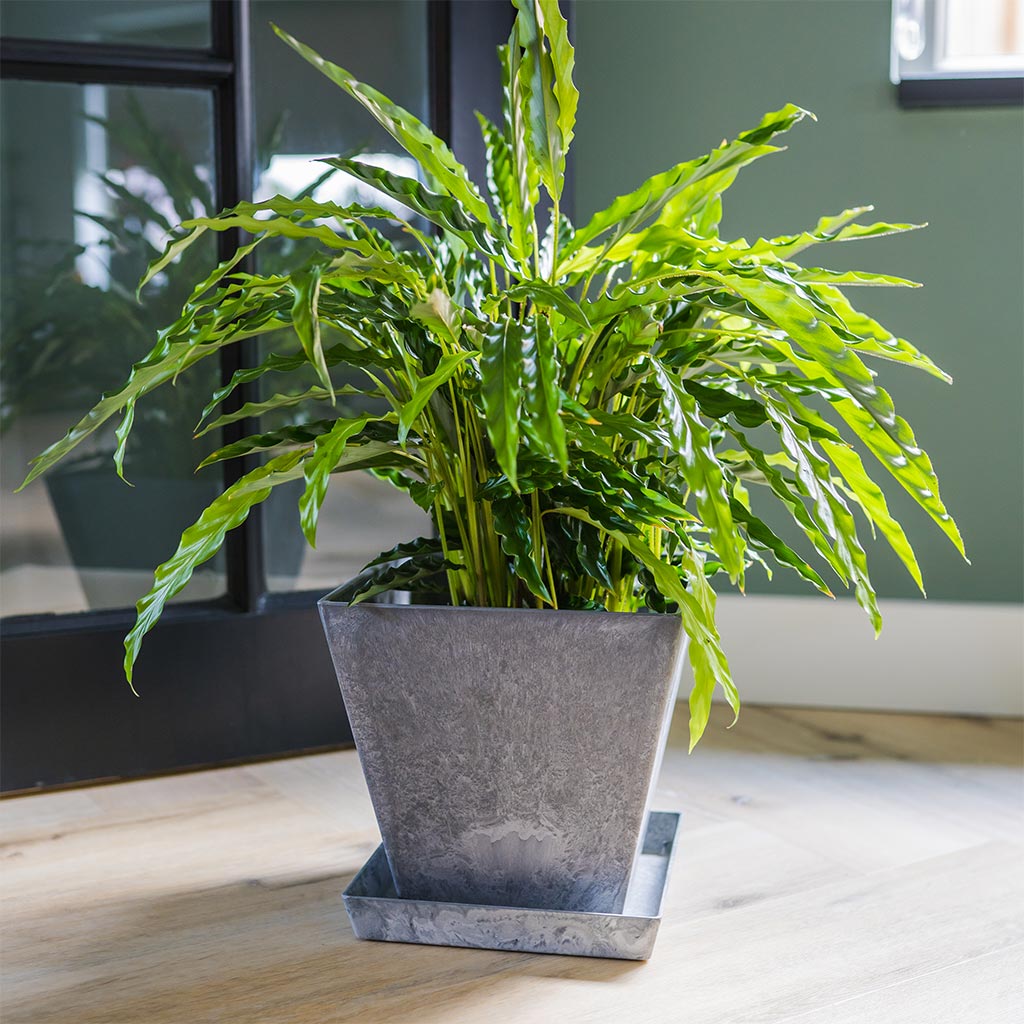 Ella Artstone Plant Pot - Grey & Calathea rufibarba Bluegrass - Velvet Calathea