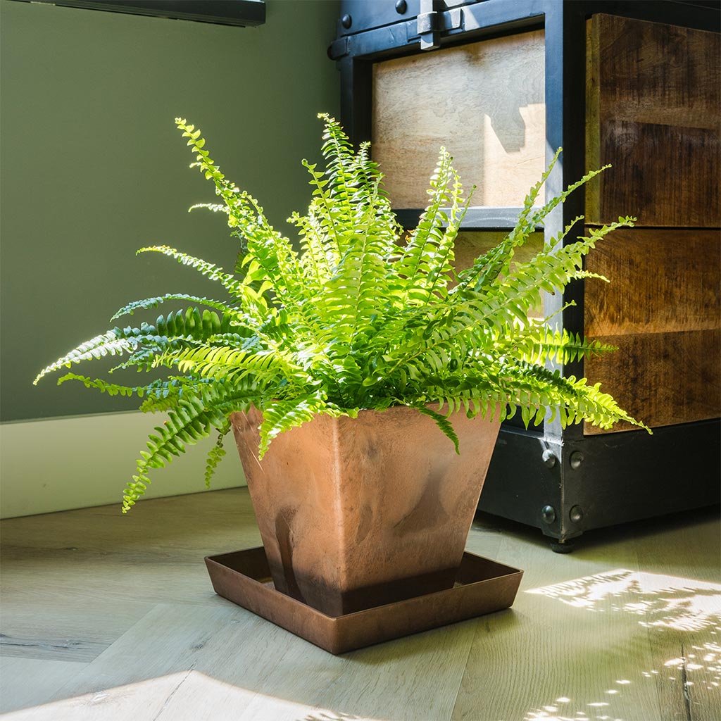 Ella Artstone Plant Pot - Oak & Nephrolepis exaltata Bostoniensis - Boston Fern