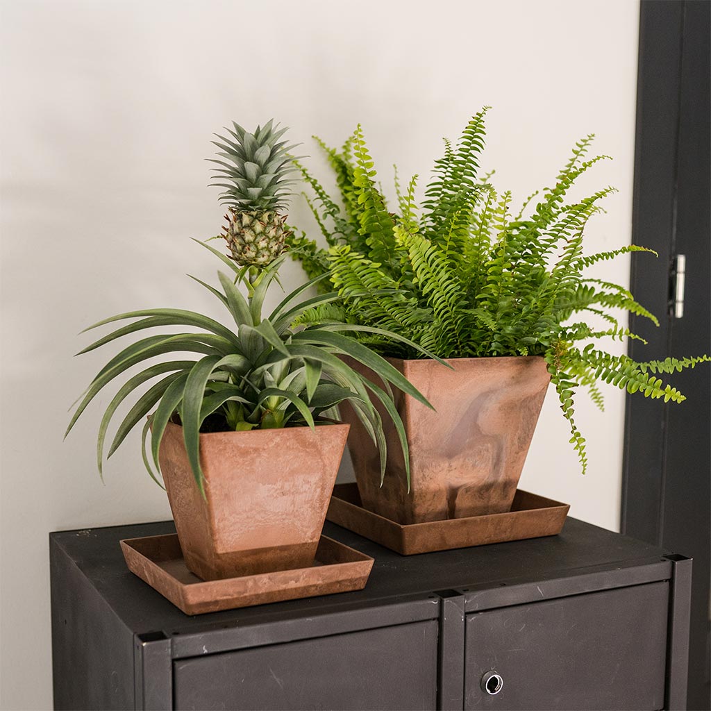 Ella Artstone Plant Pot - Oak & Nephrolepis exaltata Bostoniensis - Boston Fern & Pineapple Plant