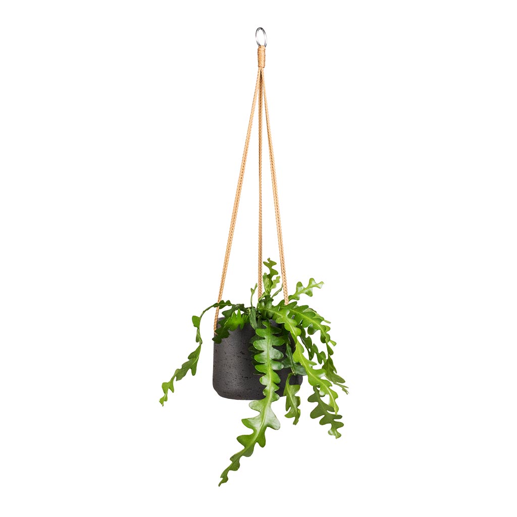 Epiphyllum anguliger - Fishbone Cactus & Patt Hanging Plant Pot - Black Washed