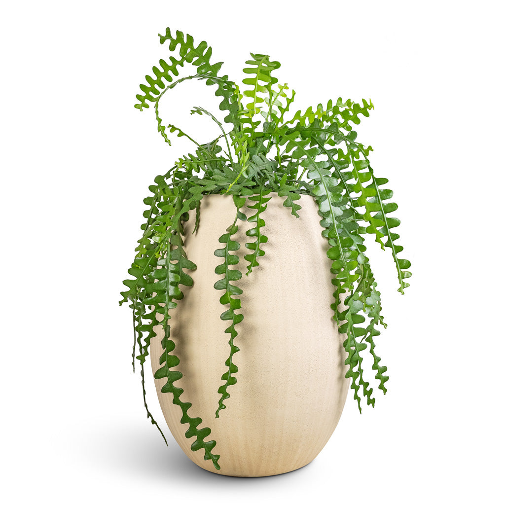 Epiphyllum anguliger - Fishbone Cactus & Polystone Coated Plain Balloon Planter - Natural