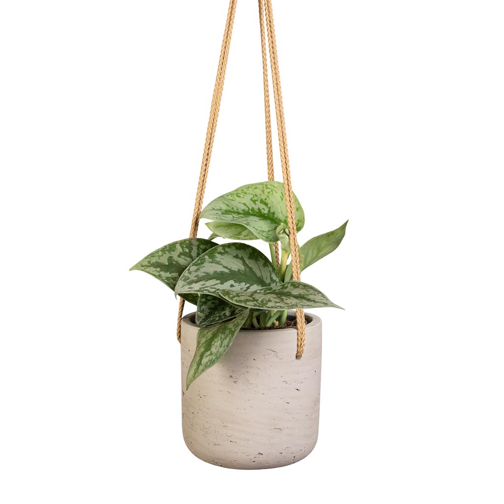 Epipremnum Trebie - Satin Pothos Trebie & Charlie Hanging Plant Pot - Grey Washed
