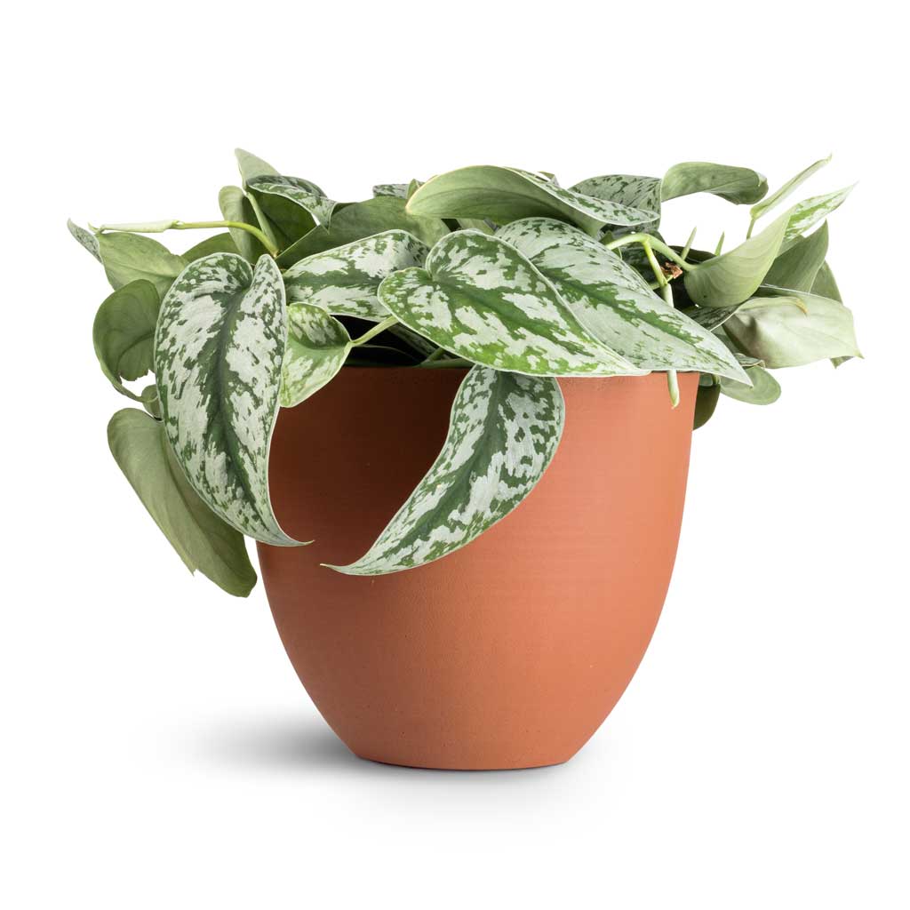 Epipremnum Trebie - Satin Pothos Trebie &amp; Coral Refined Planter - Canyon Orange