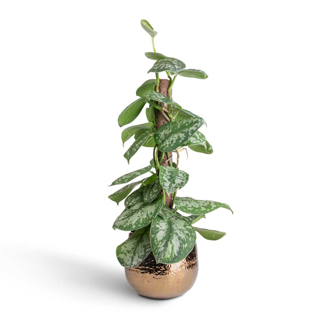 Epipremnum Trebie - Satin Pothos Trebie - Moss Pole & Yvette Plant Pot - Gold