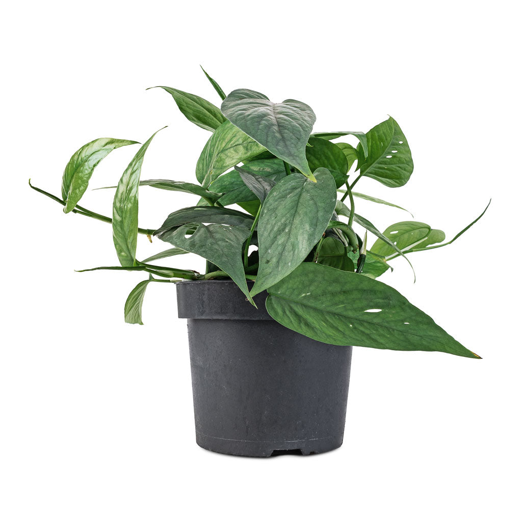 Epipremnum pinnatum - Cebu Blue Pothos - 12 x 20cm