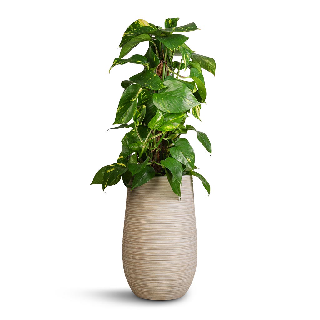 Epipremnum aureum - Golden Pothos - Moss Pole