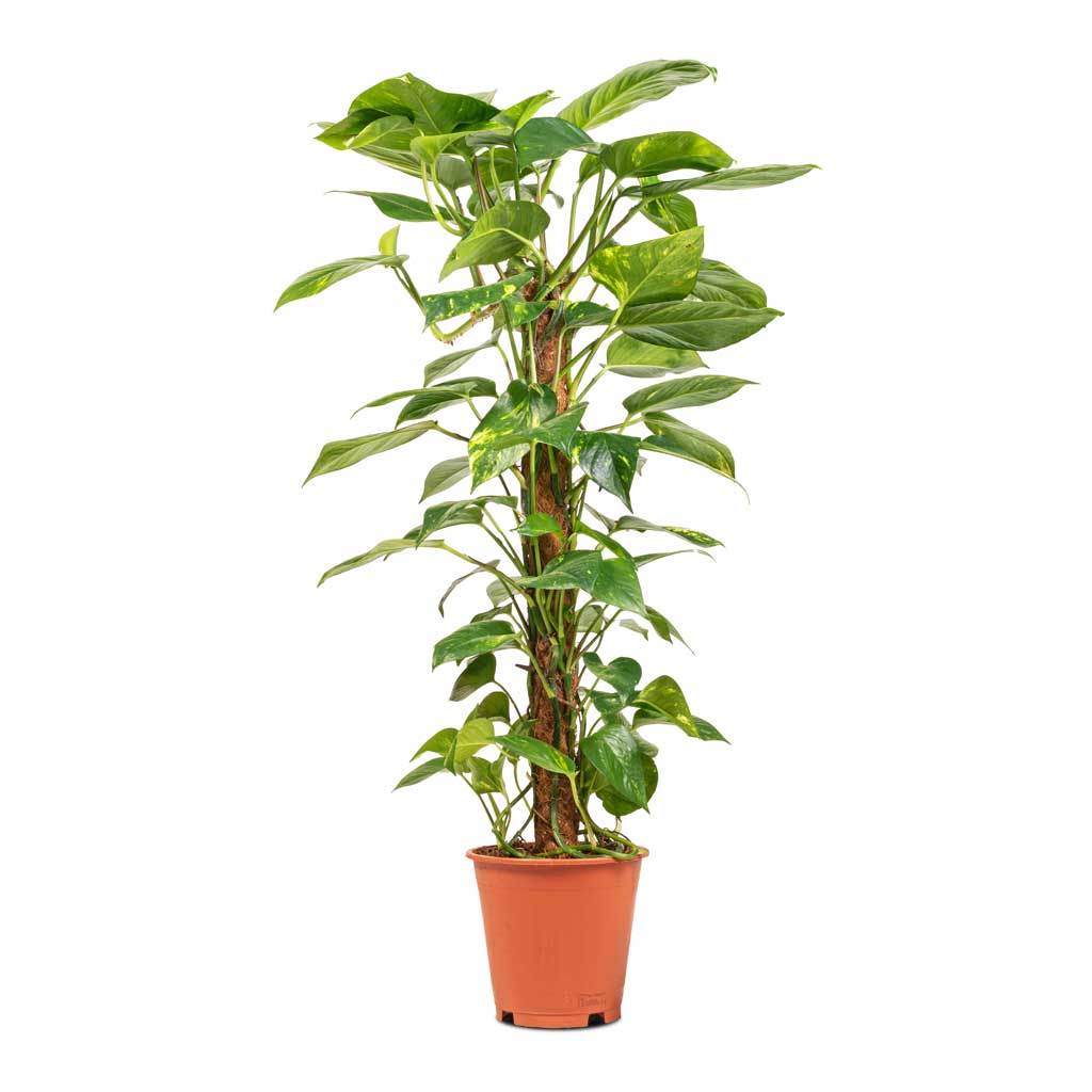 Epipremnum aureum - Golden Pothos - Moss Pole - 19 x 90cm