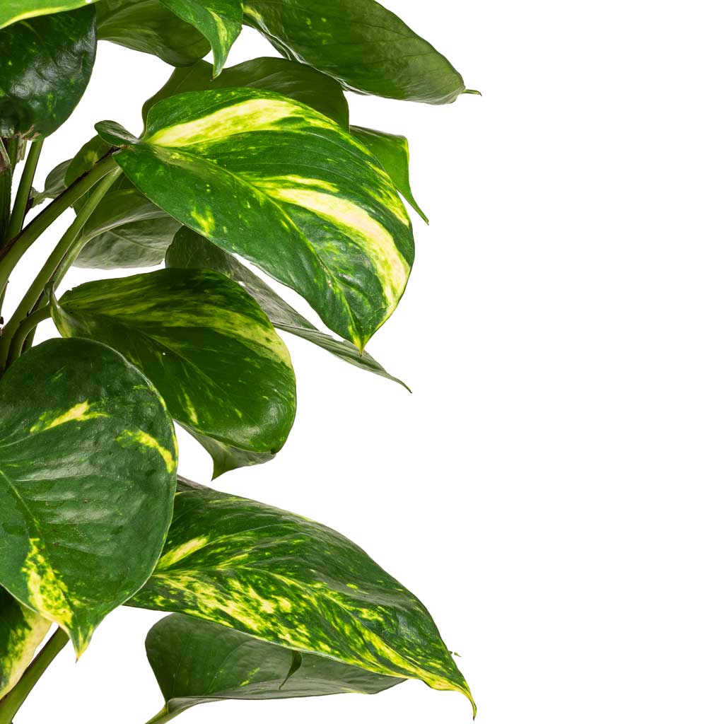Epipremnum aureum - Golden Pothos - Moss Pole & Raindrop Cube Planter - Stone