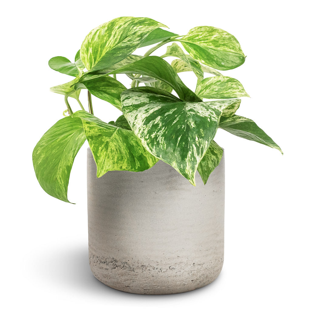 Epipremnum aureum - Marble Queen Pothos & Charlie Plant Pot - Grey Washed