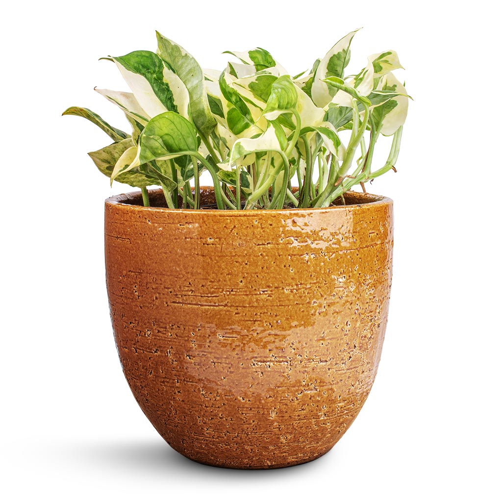 Epipremnum aureum - NJoy Pothos & Jolin Plant Pot - Ochre
