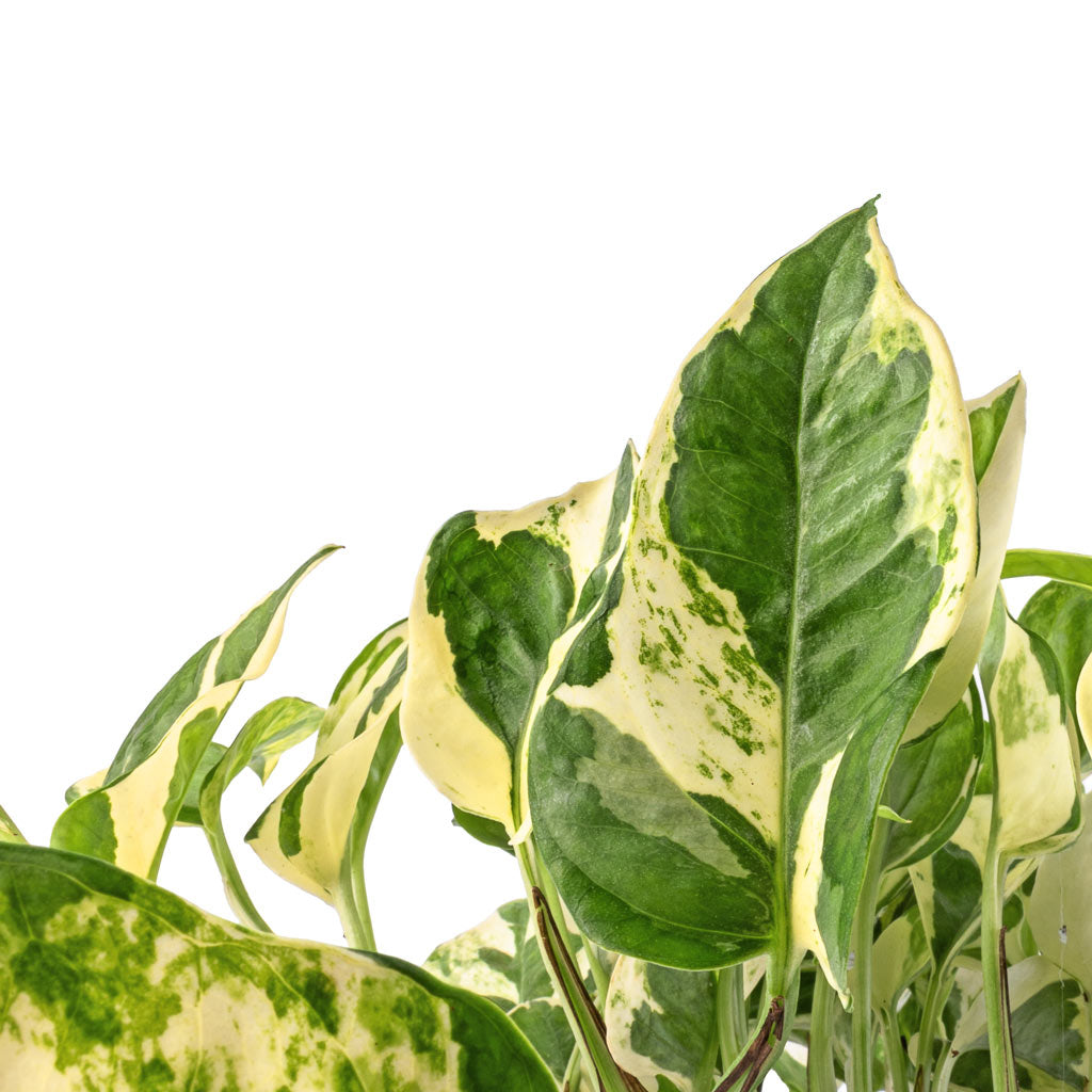 Epipremnum aureum - NJoy Pothos & Aily Plant Pot - Earth Cement