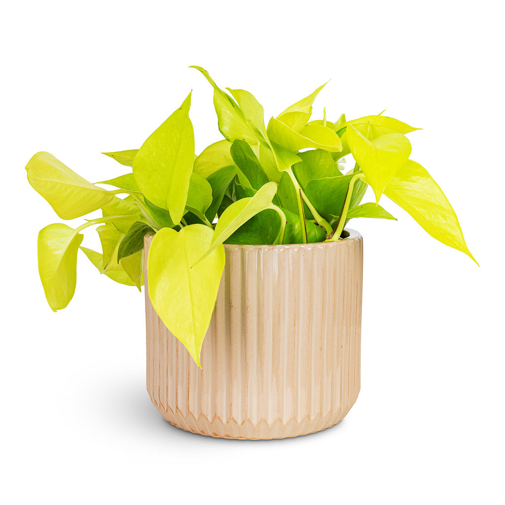 Epipremnum aureum Neon 12x20cm House Plant In Willow Ribbed Pot Sepia 19x15cm
