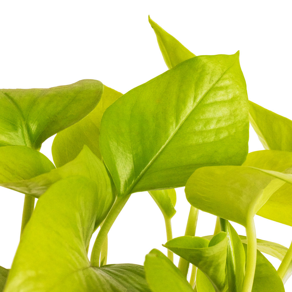 Epipremnum aureum Neon - Golden Neon Pothos Details
