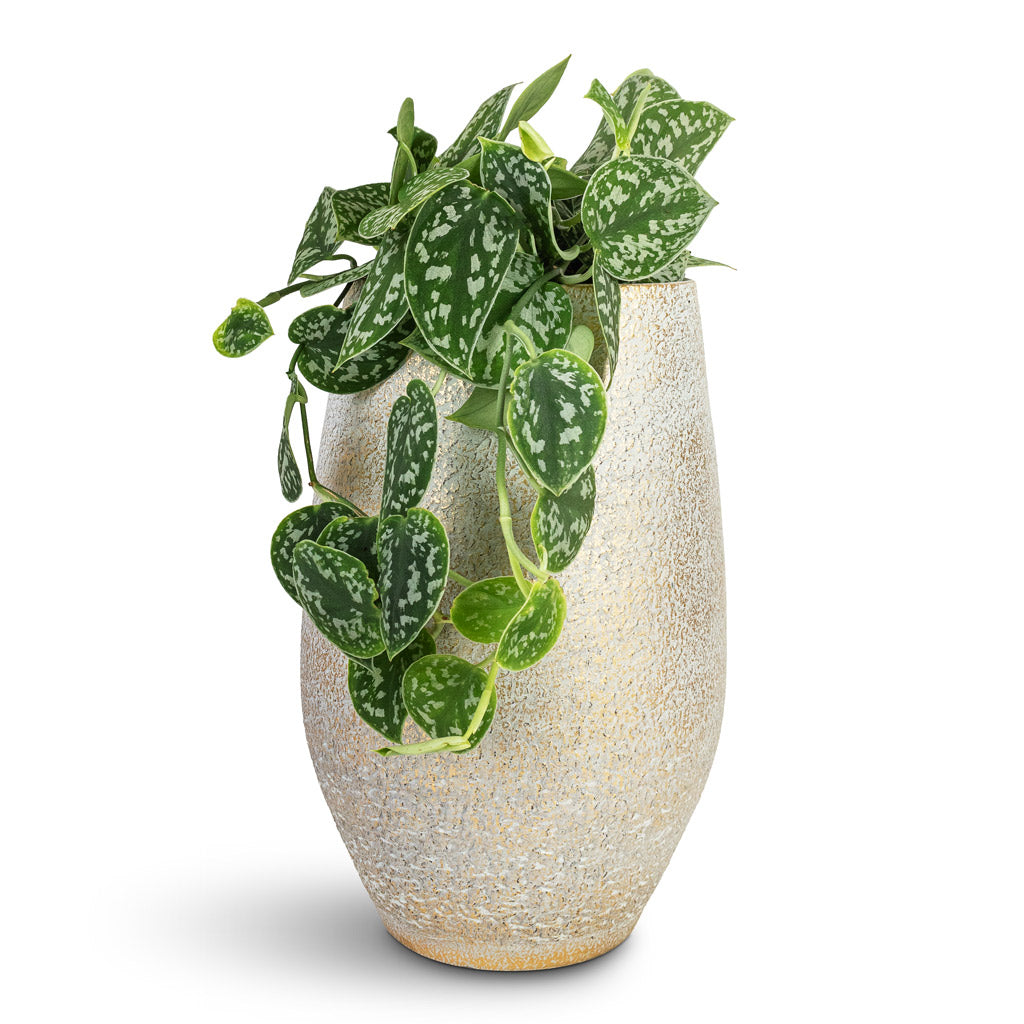 Epipremnum pictum Argyraeus - Satin Pothos