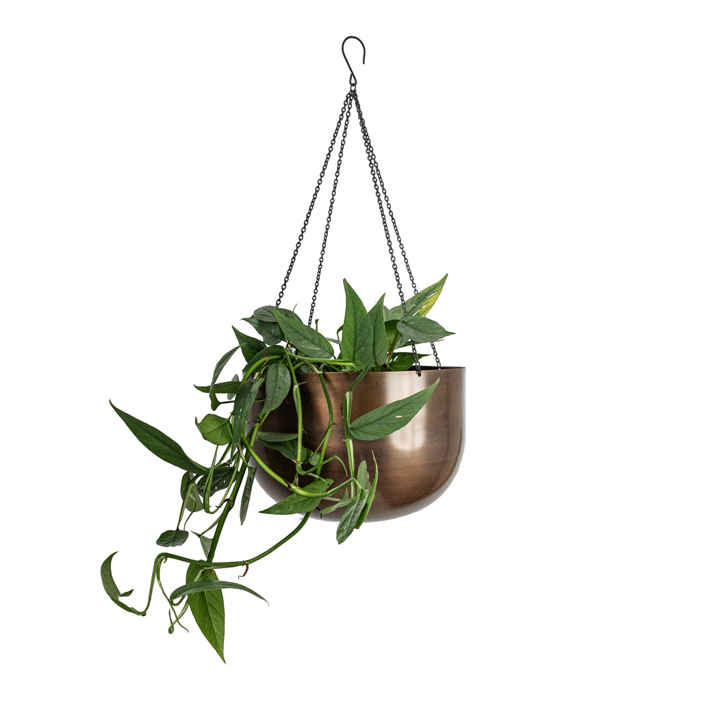 Epipremnum pinnatum - Cebu Blue Pothos &amp; Mayfair Hanging Plant Pot - Mocha