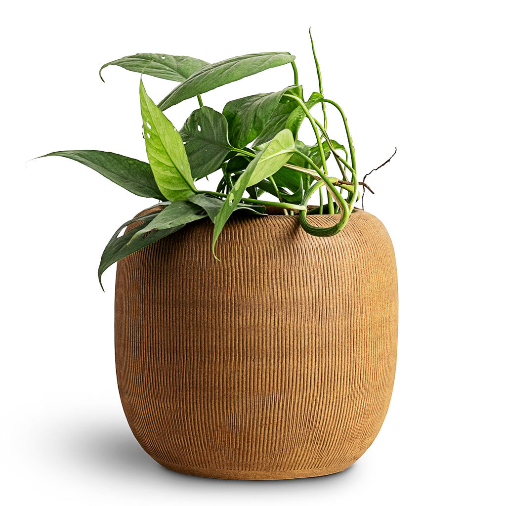 Epipremnum pinnatum Cebu Blue Pothos - 12x20cm House Plant In Roxan Pot Camel - 23x21cm