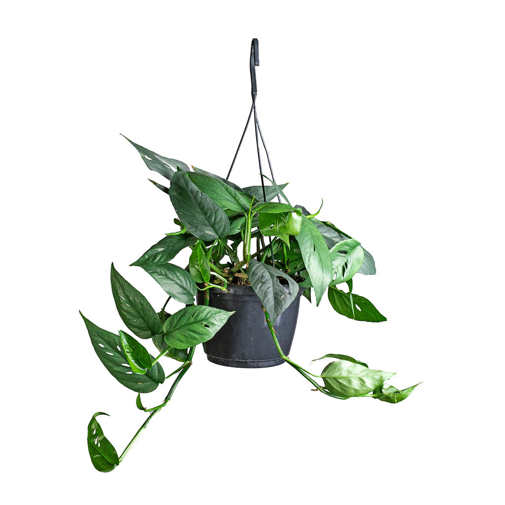 Epipremnum pinnatum - Cebu Blue Pothos - 15 x 35cm