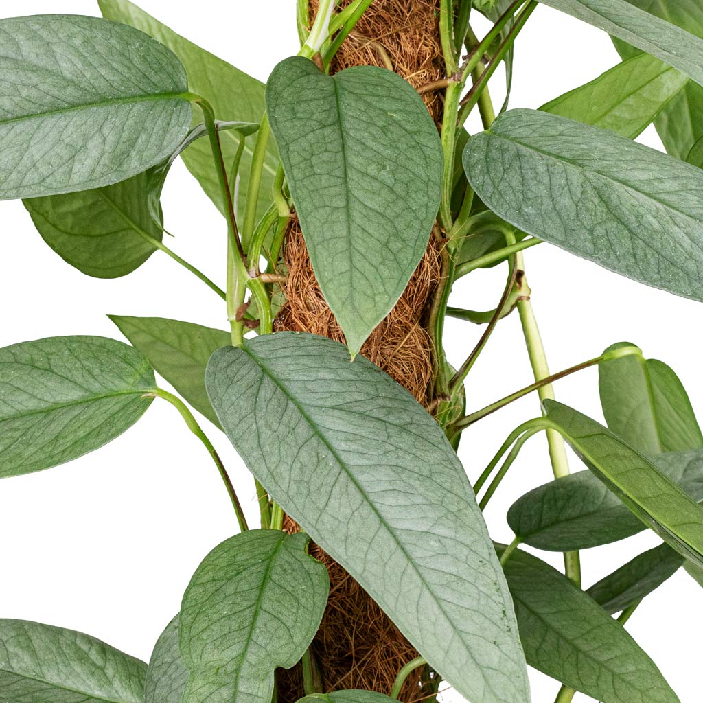 Epipremnum pinnatum Cebu Blue Pothos Moss Pole - 17x60cm In Charlie Plant Pot Grey Washed -25x24cm