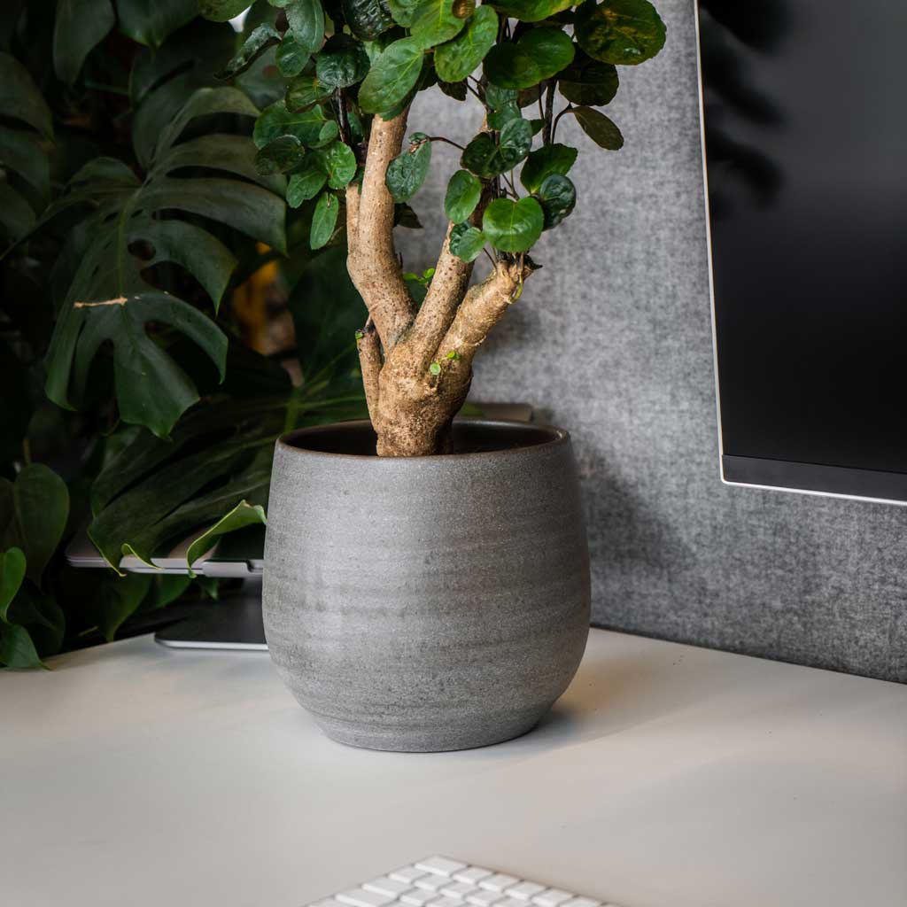 Esra Plant Pot - Mystic Grey & Polyscias Fabian