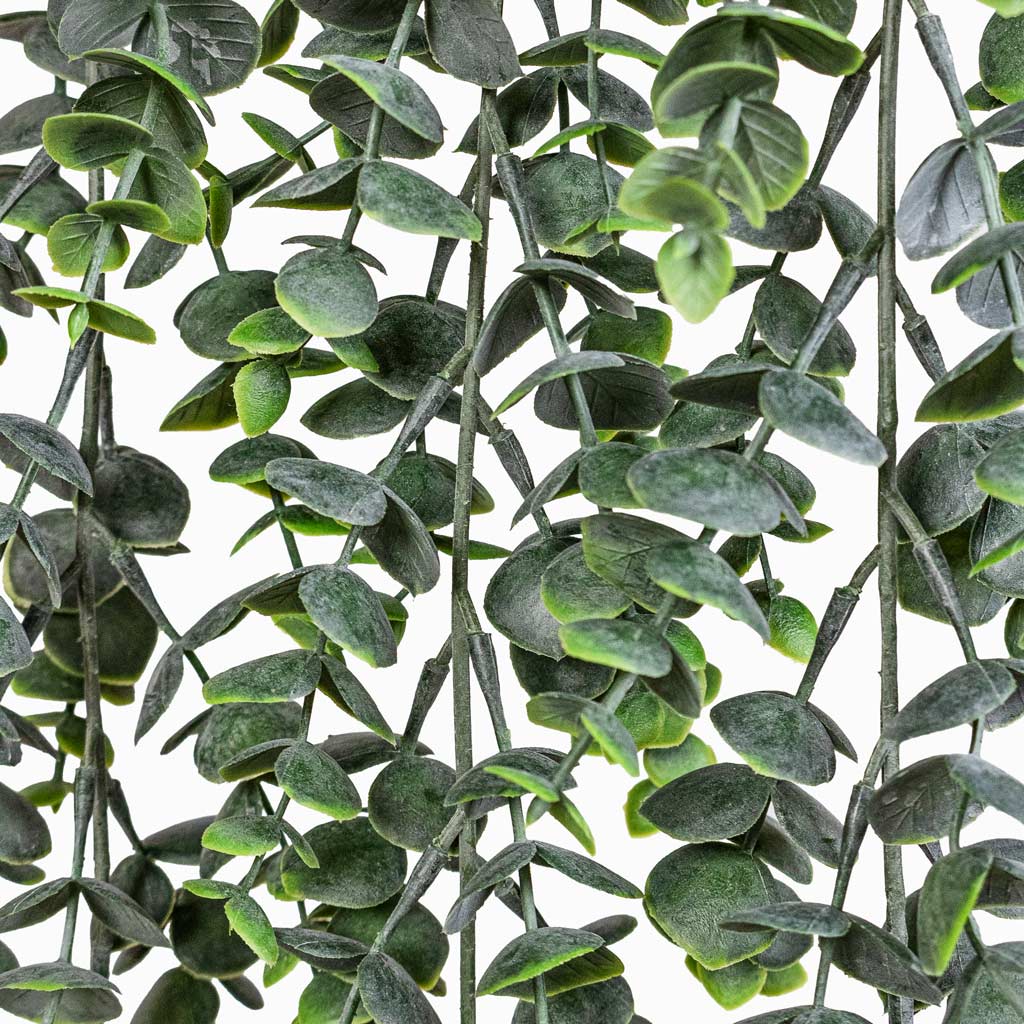 Eucalypthus Hanging Bush Artificial Close Up Of Plant Tail 