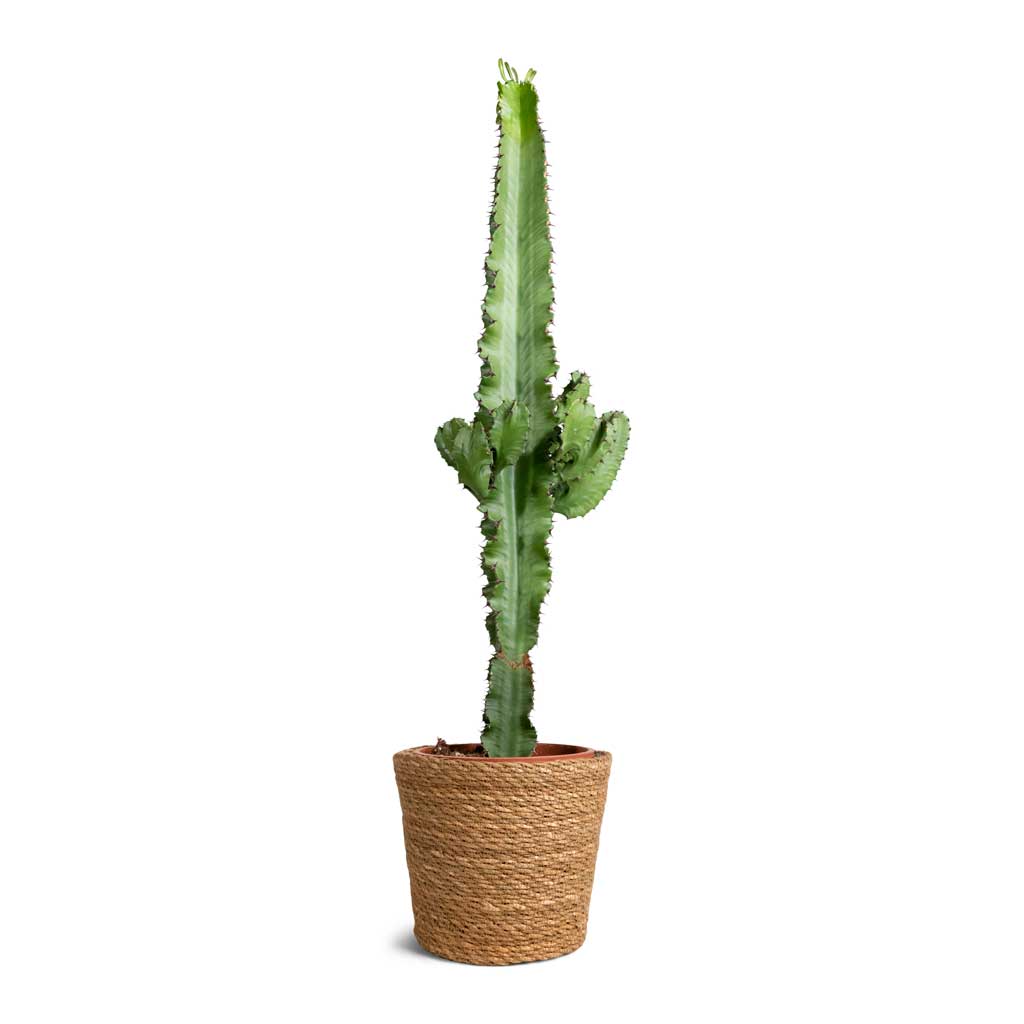 Euphorbia erytrea - Desert Cactus & Igmar Plant Basket - Natural