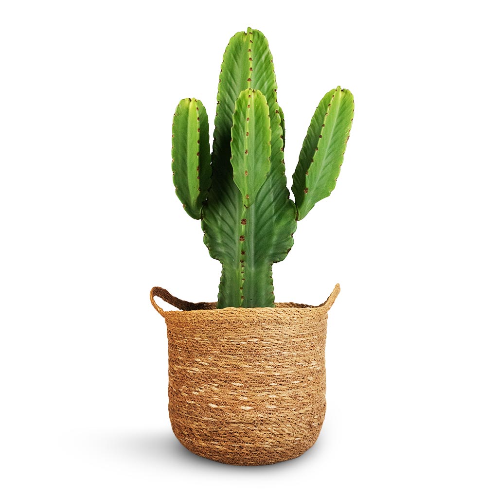 Euphorbia ingens - Candelabra Tree & Nelis Plant Basket - Natural