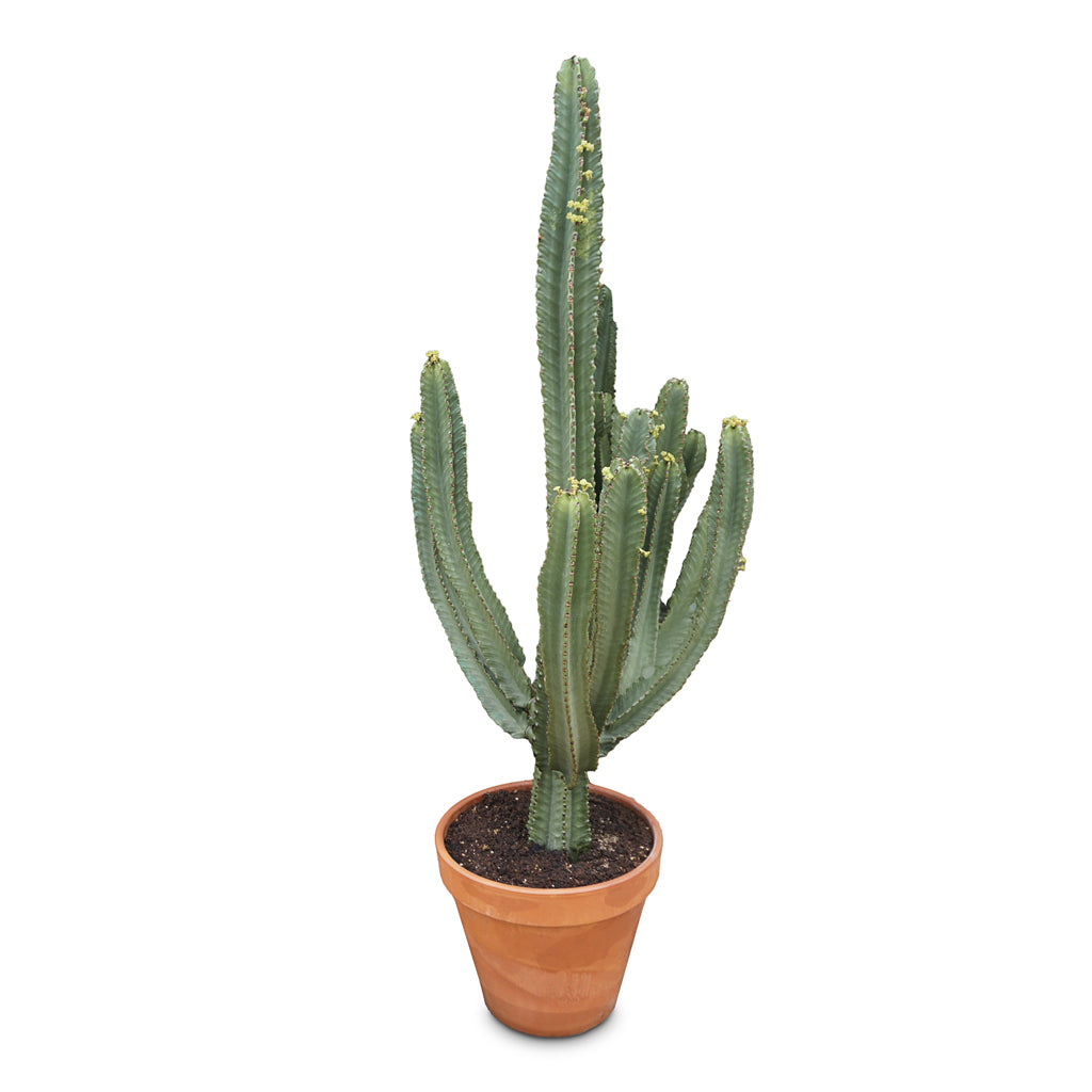 Euphorbia ingens Candelabra Tree 43x170cm