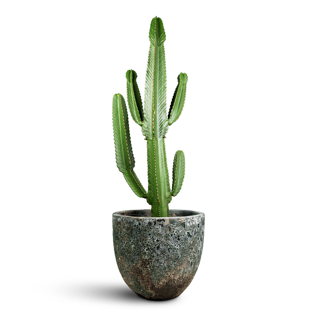 Euphorbia ingens Candelabra Tree 45x165cm Lava Couple Relic Planter Jade 55x48cm