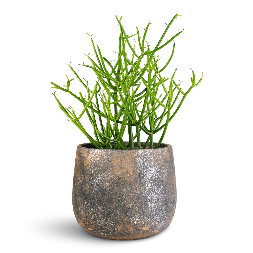 Euphorbia tirucalli Pencil Cactus 12x30cm Jules Pot Earth 18x15cm