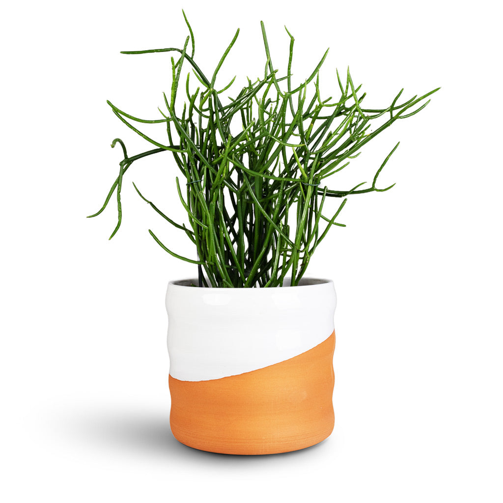 Euphorbia tirucalli Pencil Cactus 15x35cm Odin Plant Pot White Terracotta 18x16cm