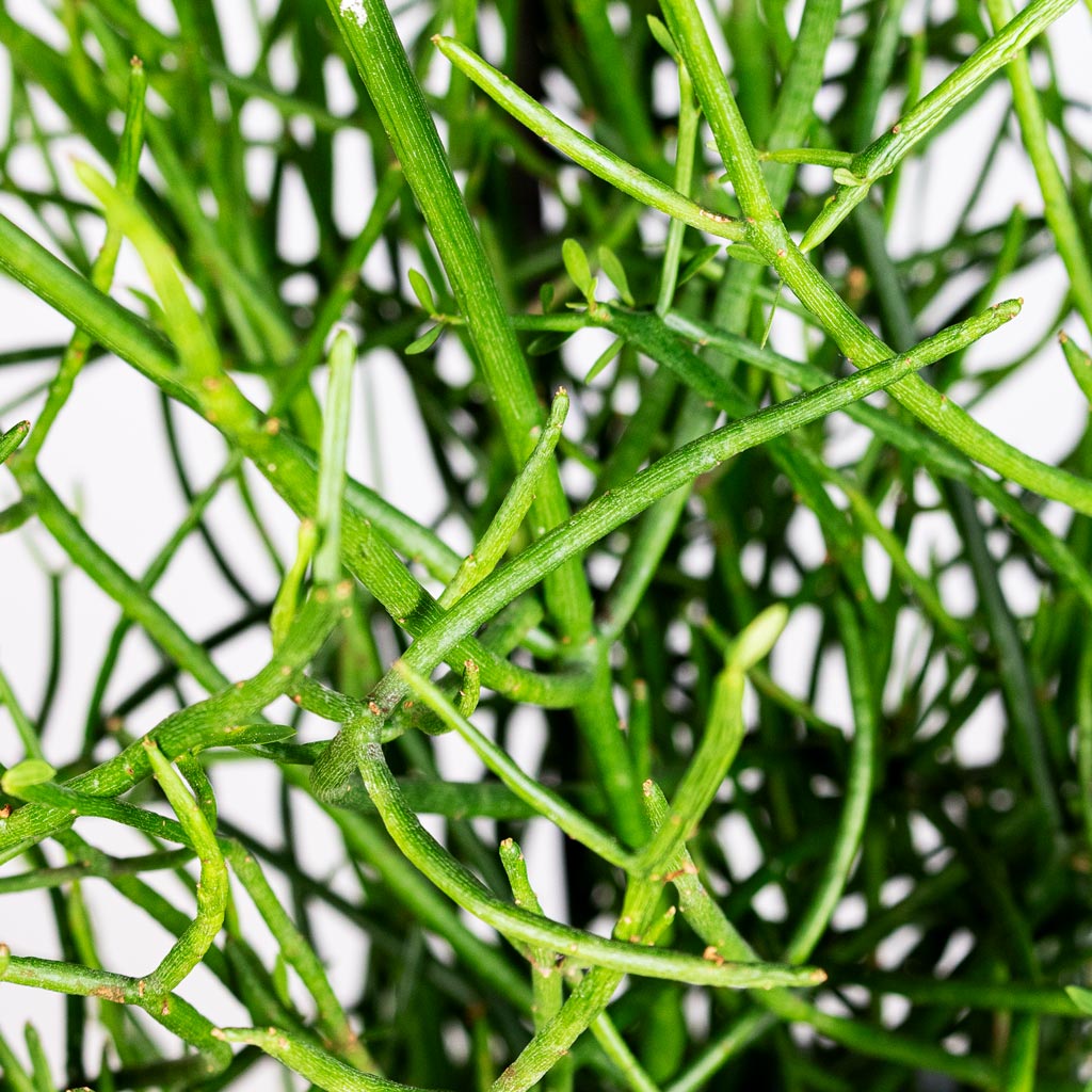Euphorbia tirucalli Pencil Cactus Close up