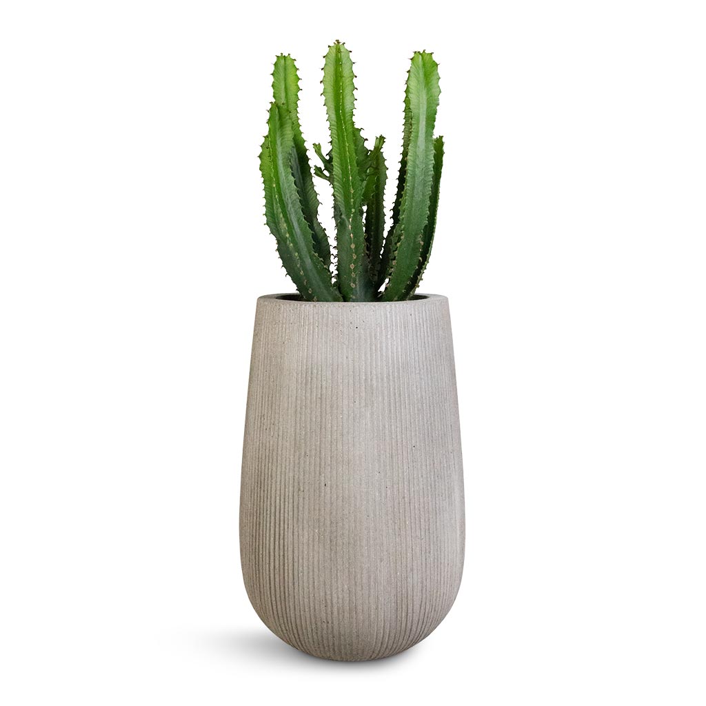 Euphorbia triangularis & Patt High Plant Vase - Ridged Cement