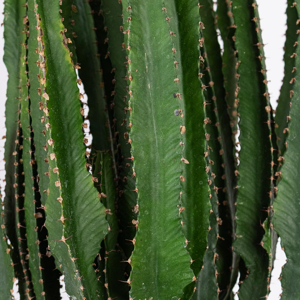 Euphorbia triangularis 24x60cm House plant in Claire Artstone Pot Grey 27x24cm