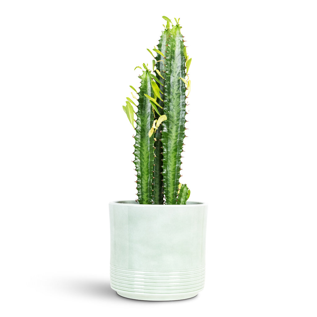 Euphorbia trigona African Milk Tree 17x50cm House Plant In Gia Pot Stone Granite 19x16cm