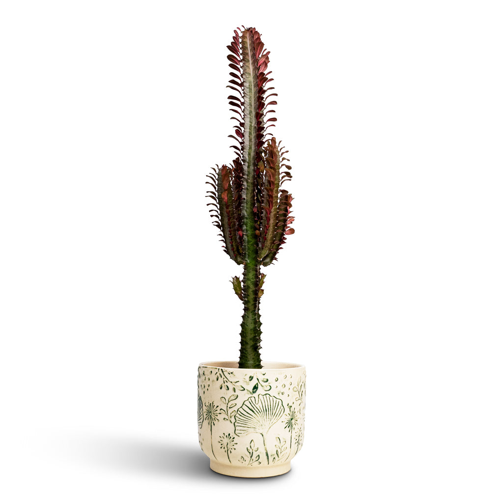 Euphorbia trigona rubra African Milk Tree 17x70cm house plant in Emilia Pot Green 19x18cm