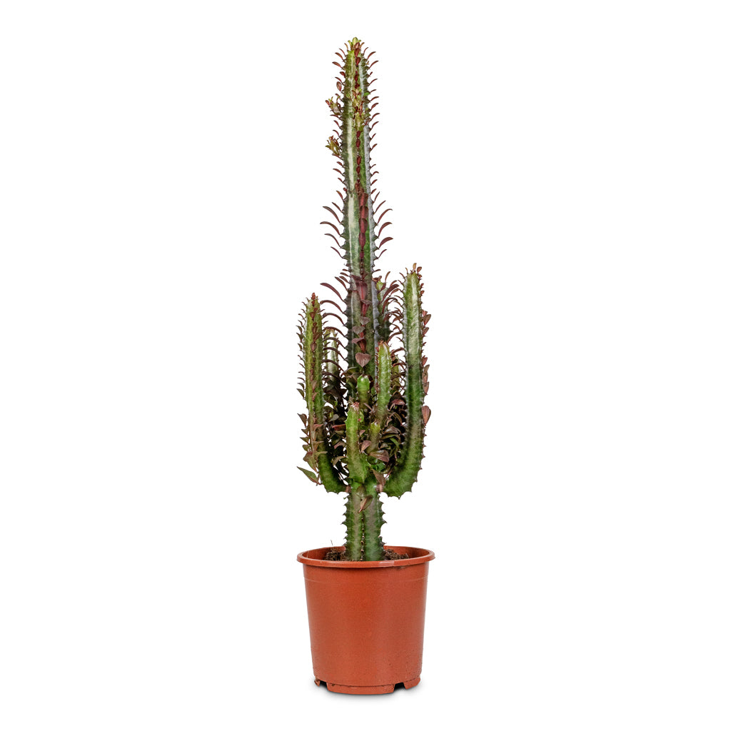 Euphorbia trigona rubra African Milk Tree - 17x70cm