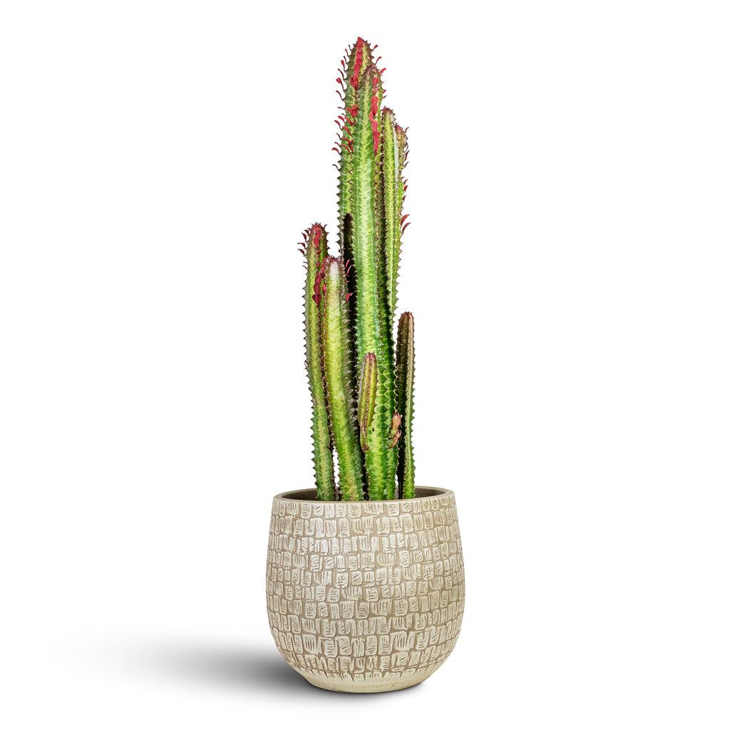 Euphorbia trigona rubra African Milk Tree 21x90cm House Plant In Renzo Pot Sand 26x26cm