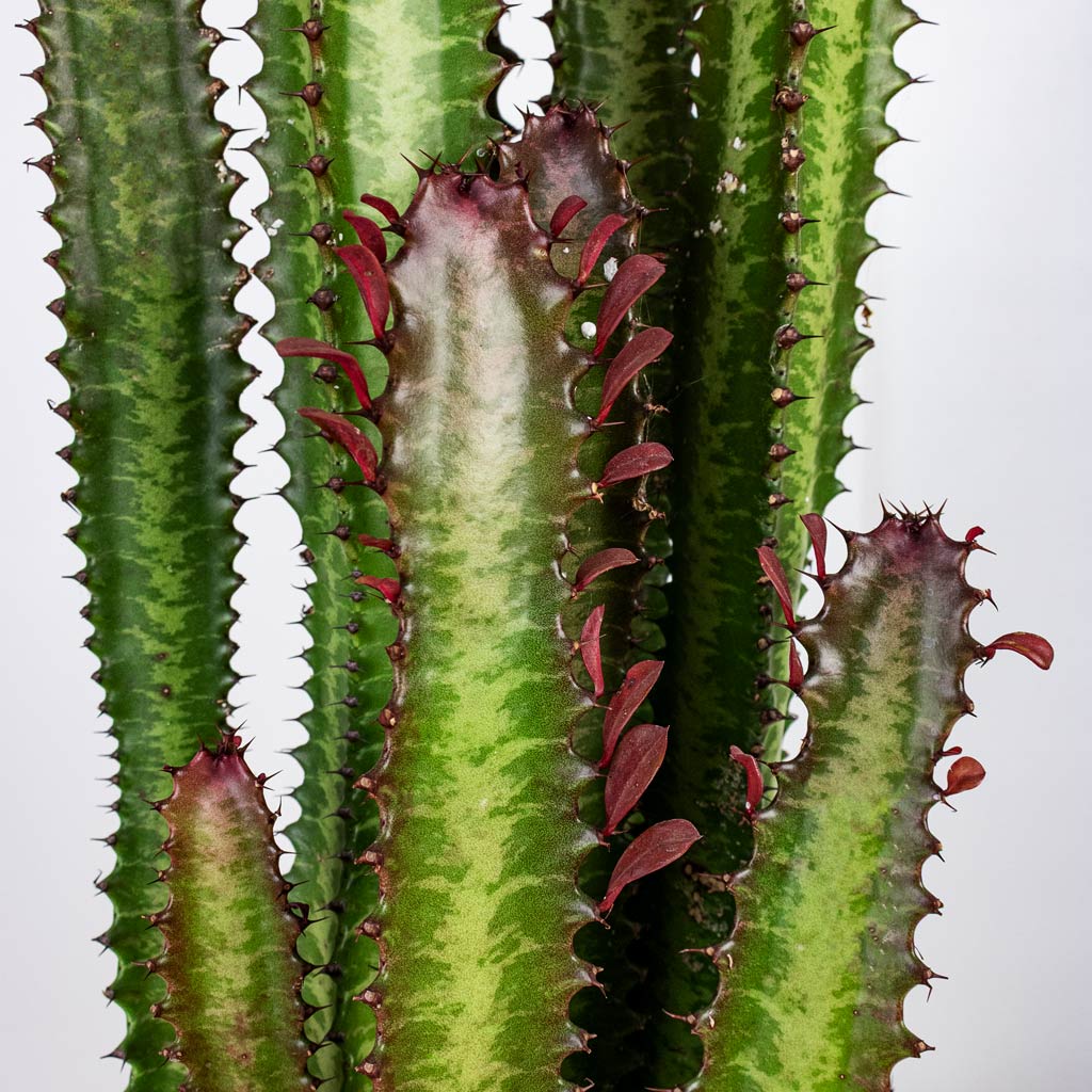 Euphorbia trigona rubra African Milk Tree close up