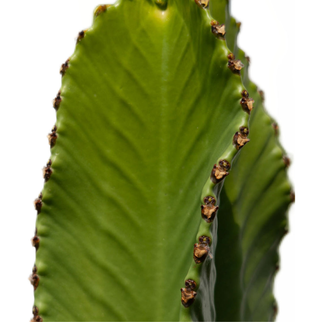 Euphorbia ingens Candelabra Tree 45x165cm Lava Couple Relic Planter Jade 55x48cm