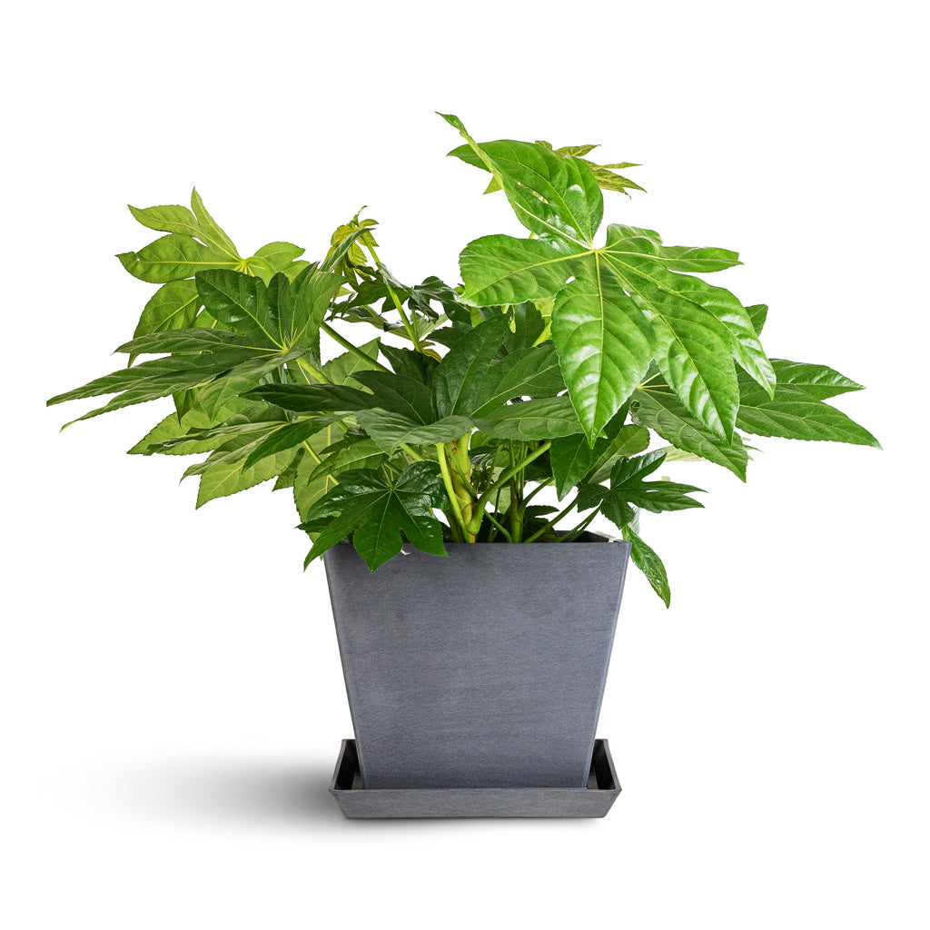 Fatsia japonica 23x90cm Rotterdam Cube Planter Grey 30x30x26cm Saucer