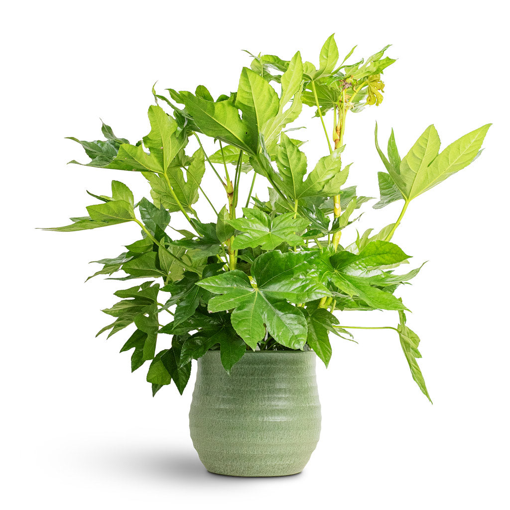Fatsia japonica 24x80cm House Plant In Devon Pot Olive Honeycomb 29x27cm