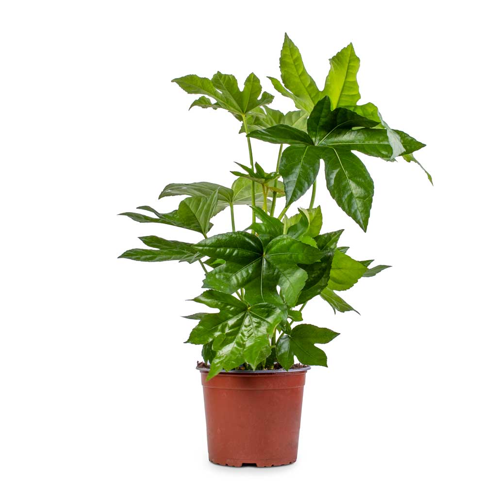 Fatsia japonica - Japanese Aralia - 17 x 60cm