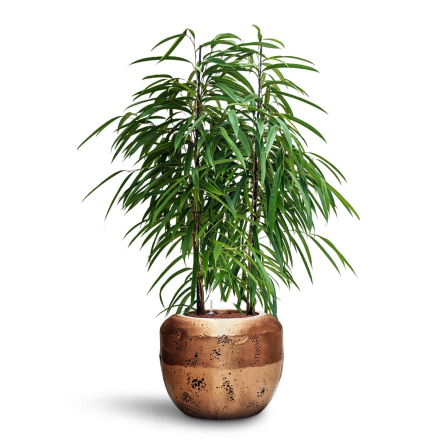 Opus Raw Couple Planter - Gold