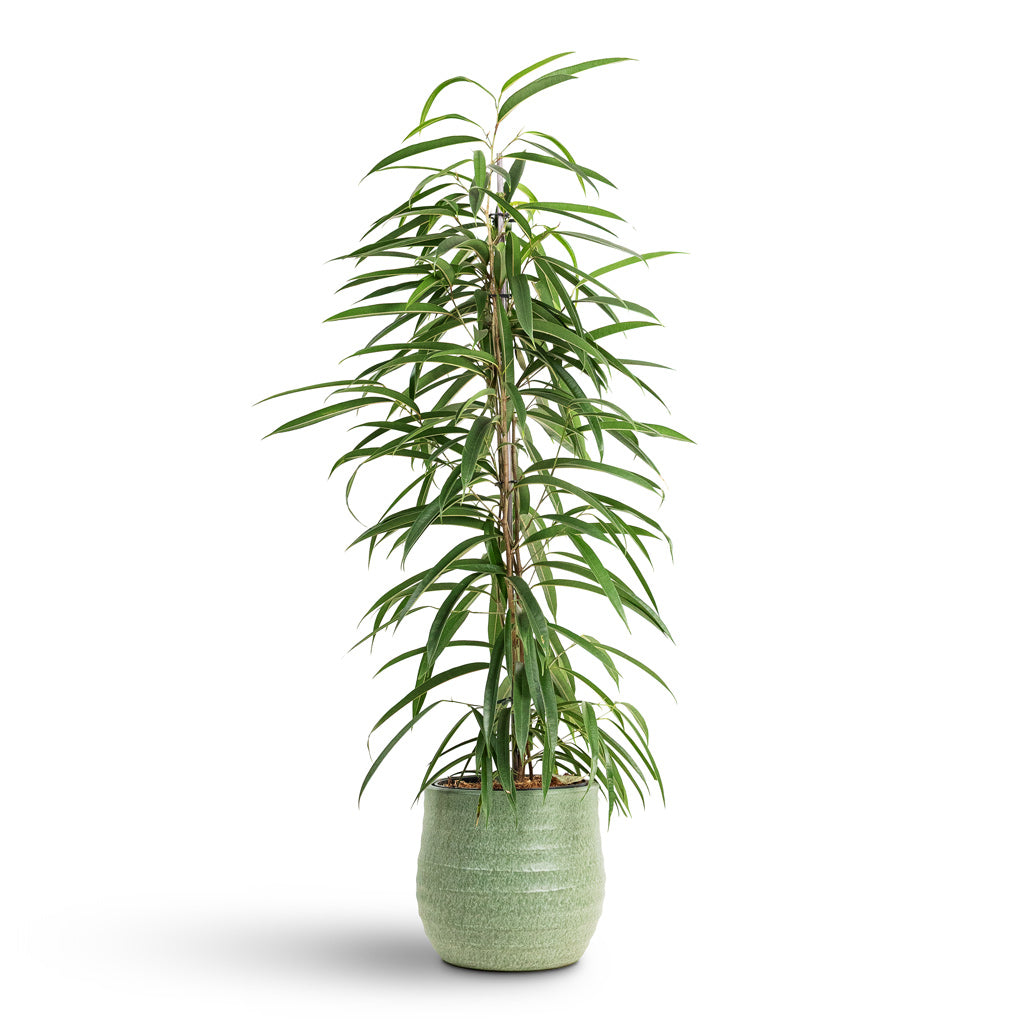 Ficus Alii 21x110cm House Plant In Devon Pot Olive Honeycomb 25x23cm