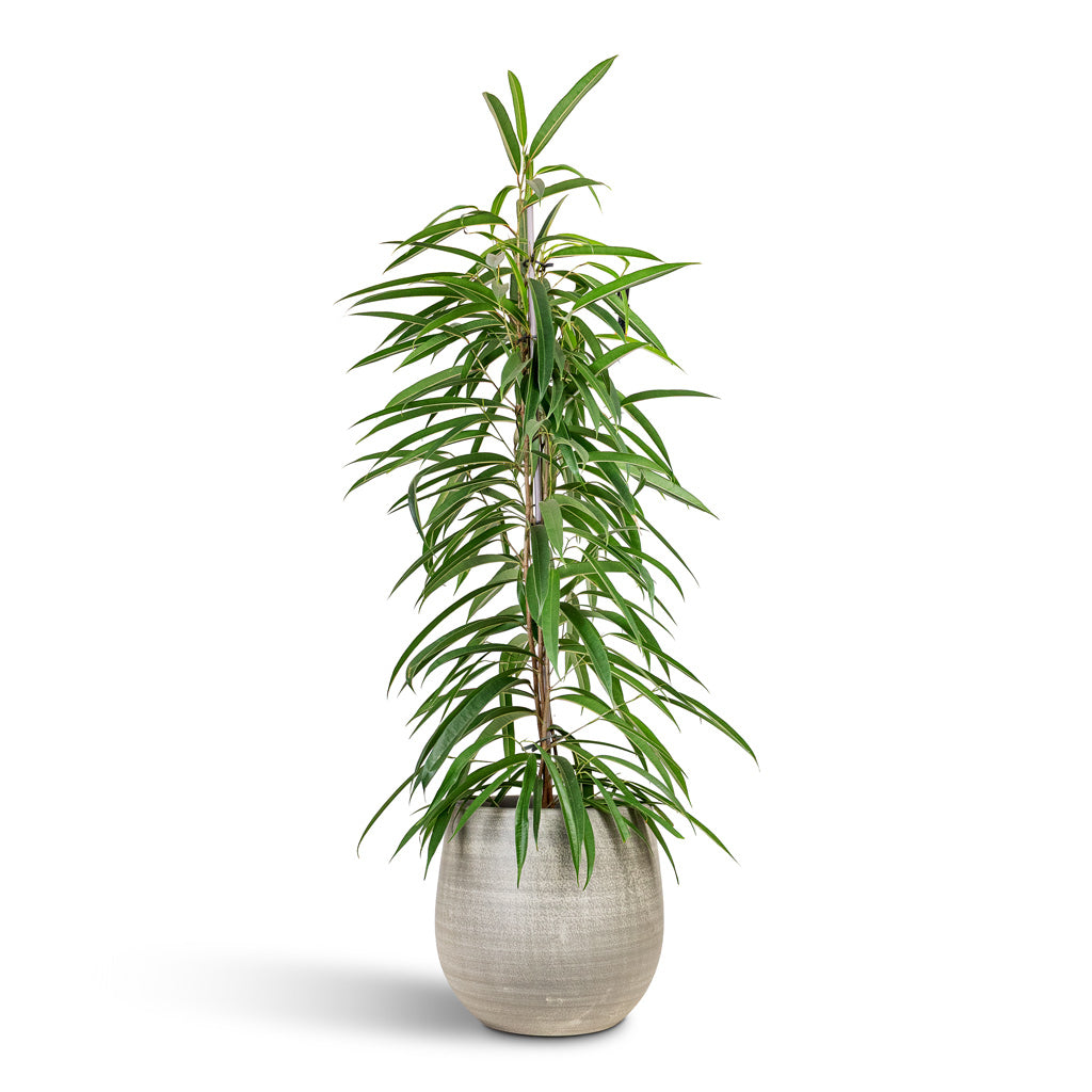 Ficus Alii 21x110cm House Plant In Esra Pot Concrete 26x26cm