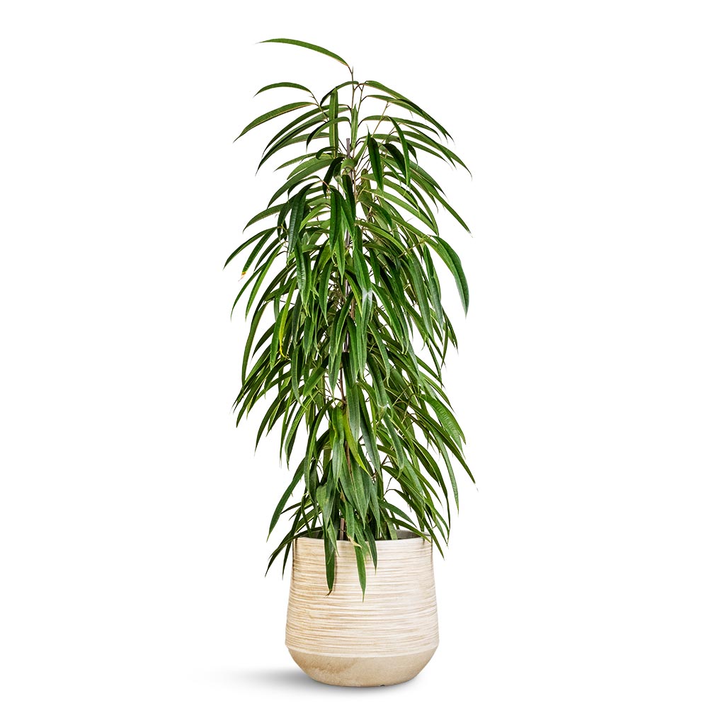Ficus Alii - Long Leafed Fig &amp; Dune Darcy Planter - Oat