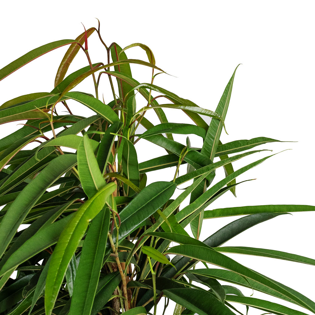 Ficus Alii - Long Leafed Fig & Dune Darcy Planter - Oat